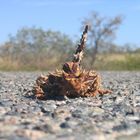 Thorny Devil