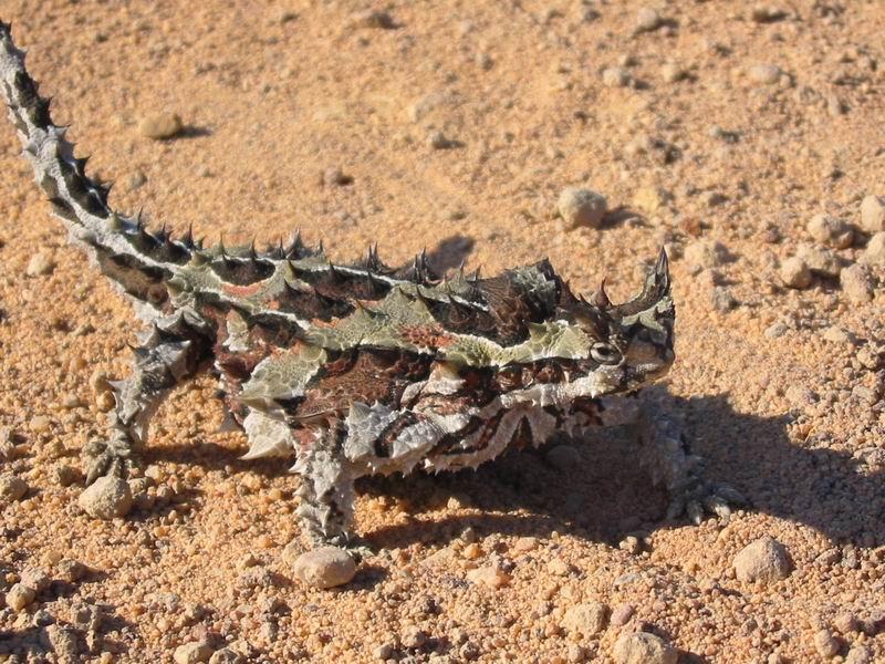 thorny devil