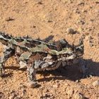 thorny devil