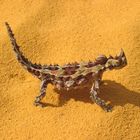 Thorny Devil hautnah - Kalbarri  / WA