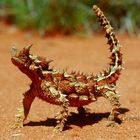 Thorny Devil II