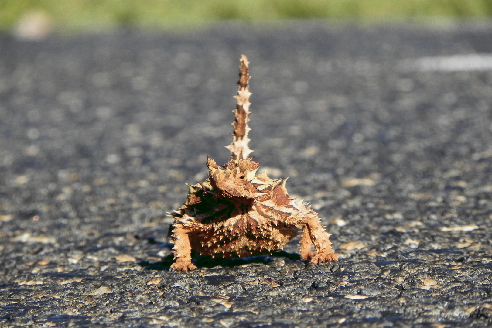 Thorny Devil on its way