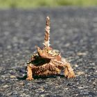 Thorny Devil on its way