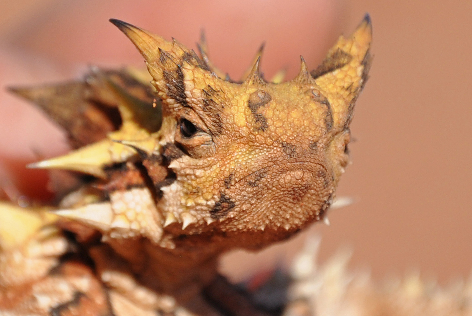 Thorny Devil, Red Center Australien