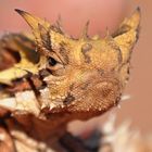 Thorny Devil, Red Center Australien