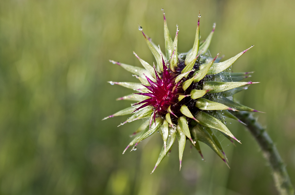 Thorny Queen