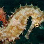 Thorny Seahorse