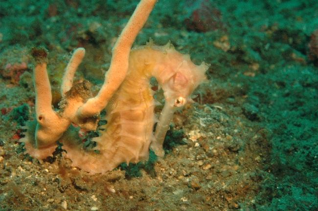 Thorny Seahorse,