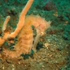 Thorny Seahorse,