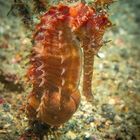 Thorny Seahorse - Hippocampus histrix - Dorniges Seepferdchen