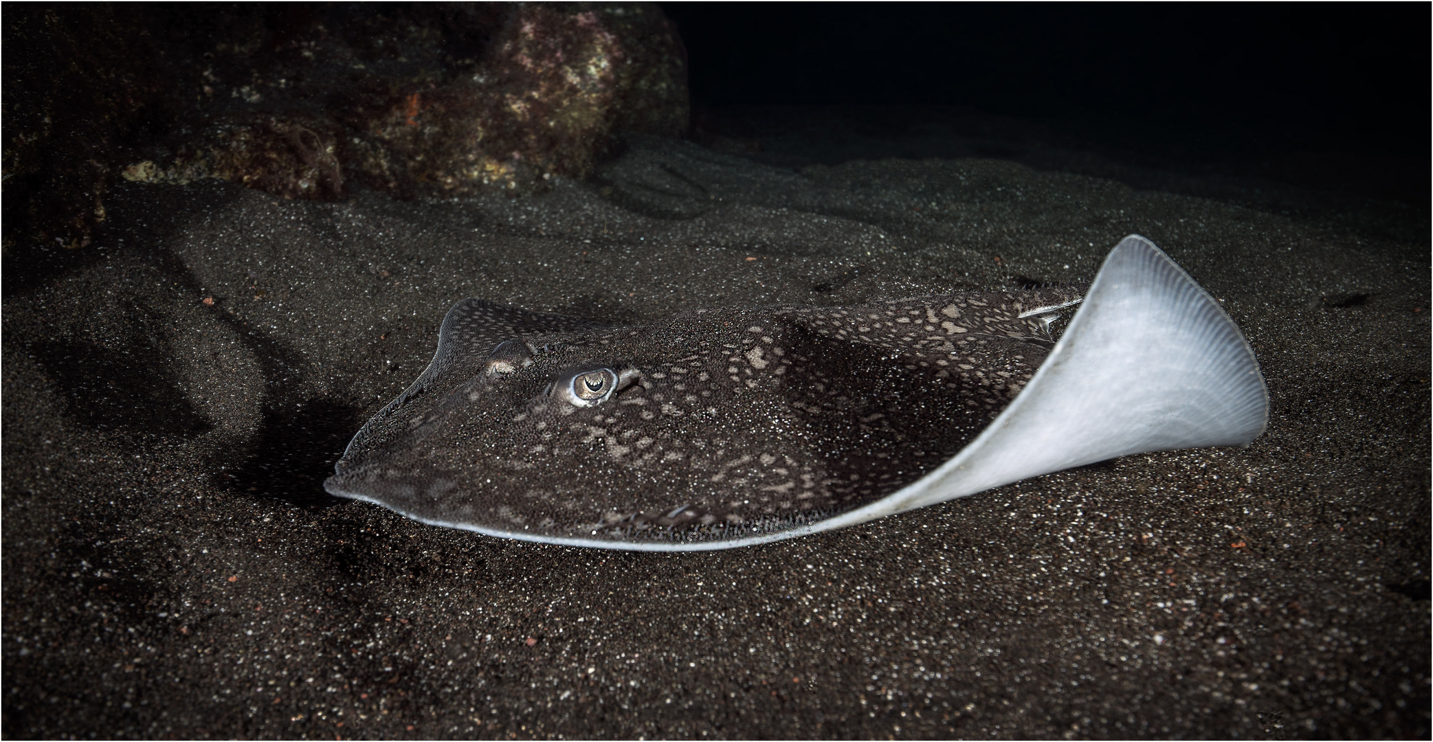 Thorny Stingray