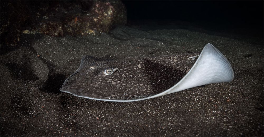 Thorny Stingray