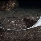 Thorny Stingray