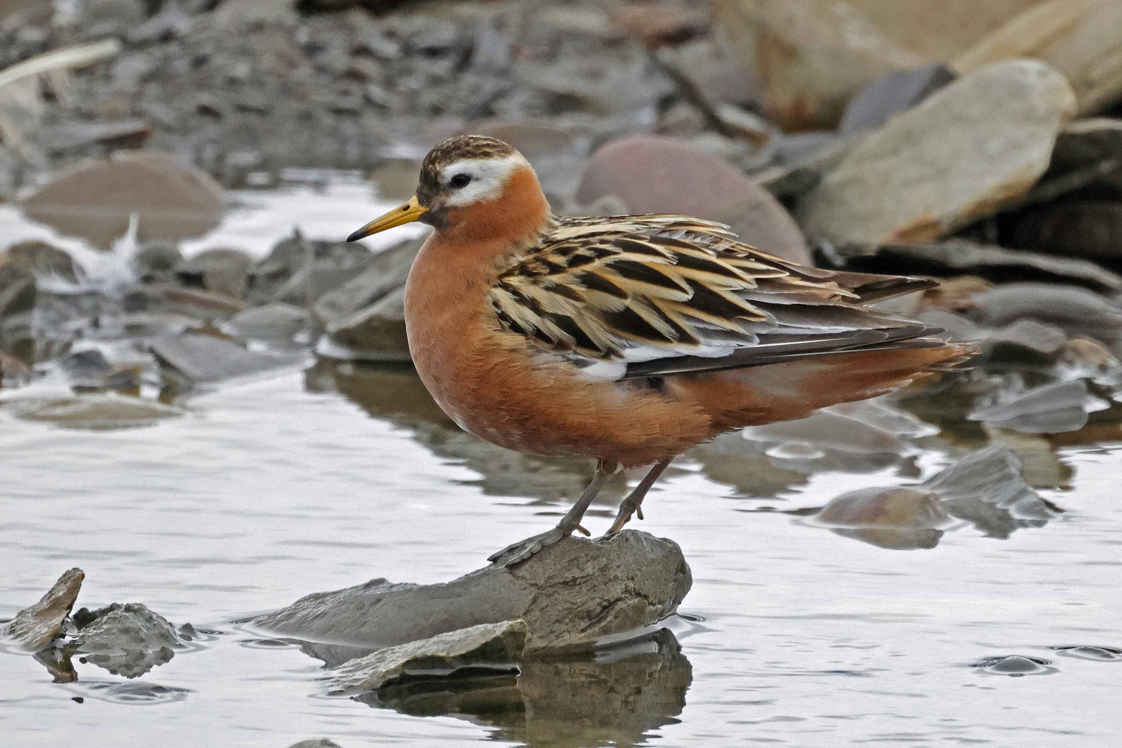 Thorshühnchen (Grey phalarope)