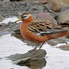 Thorshühnchen (Grey phalarope)