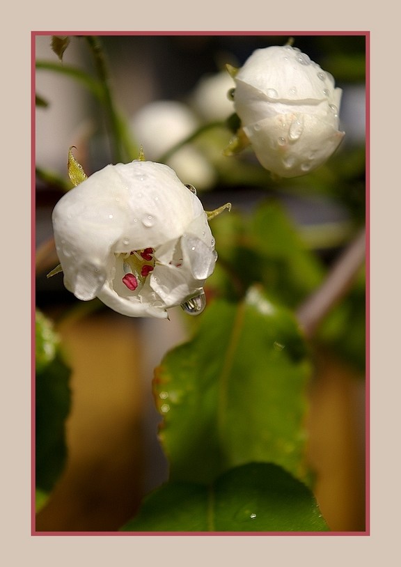 Those amazing spring flowers...