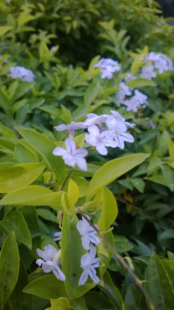 Those flowers the roadside