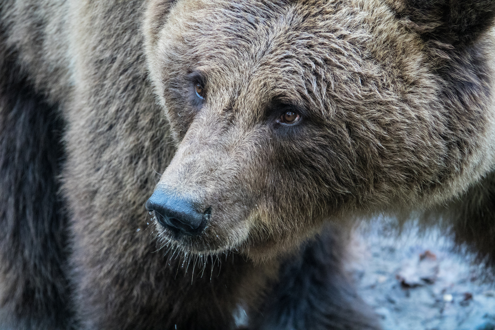 thoughtful brown bear