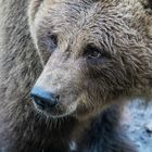 thoughtful brown bear