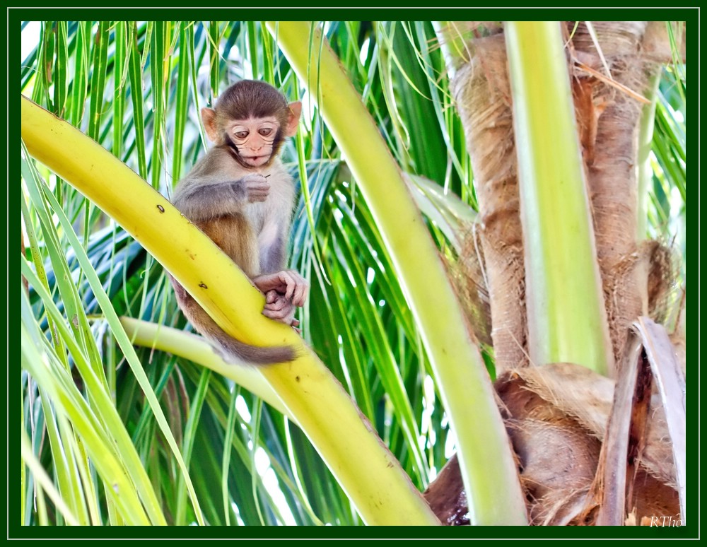 Thoughtful Little Monkey