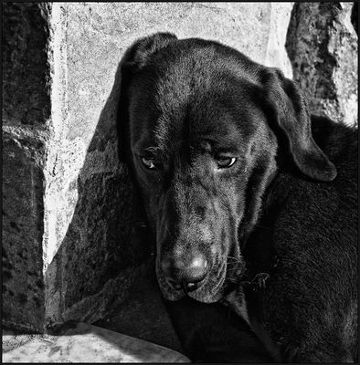 "THOUGHTS" OF A POOR DOG