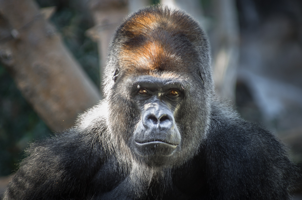 Thousand Yard Stare von hpeifer 