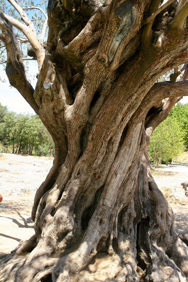 Thousand Year Old Olive Tree