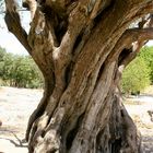 Thousand Year Old Olive Tree