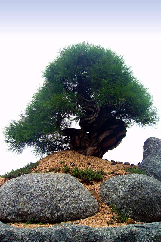 thousand year pine tree