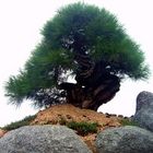 thousand year pine tree