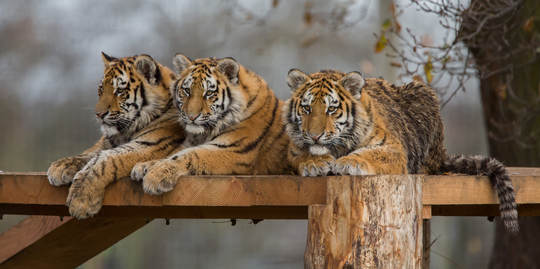 three amur tiger cubs