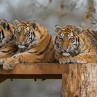 three amur tiger cubs