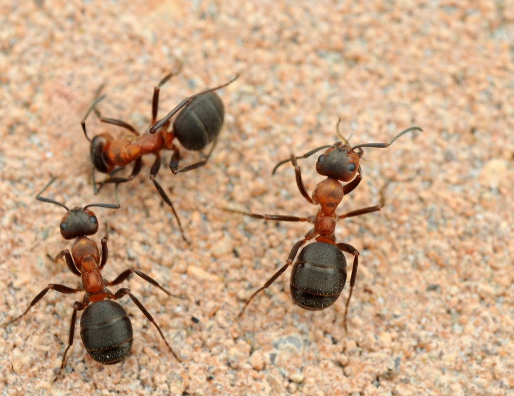 Three Ants