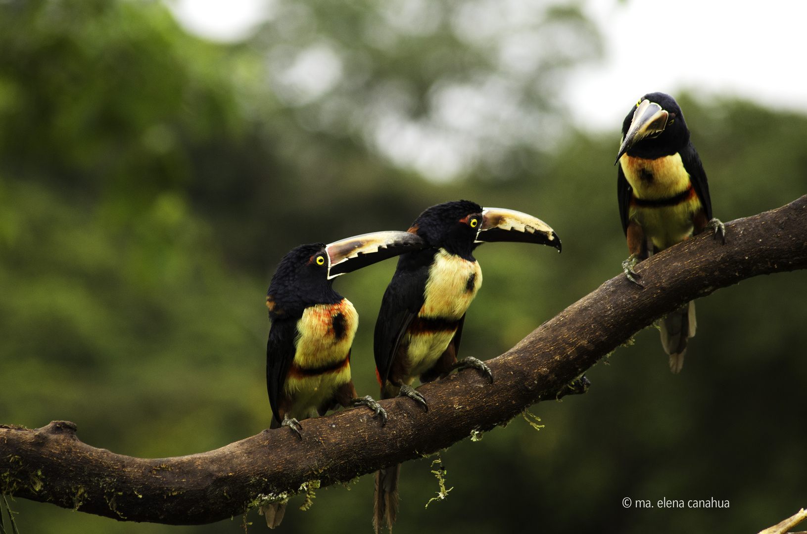 Three aracaris toucans