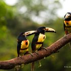 Three aracaris toucans