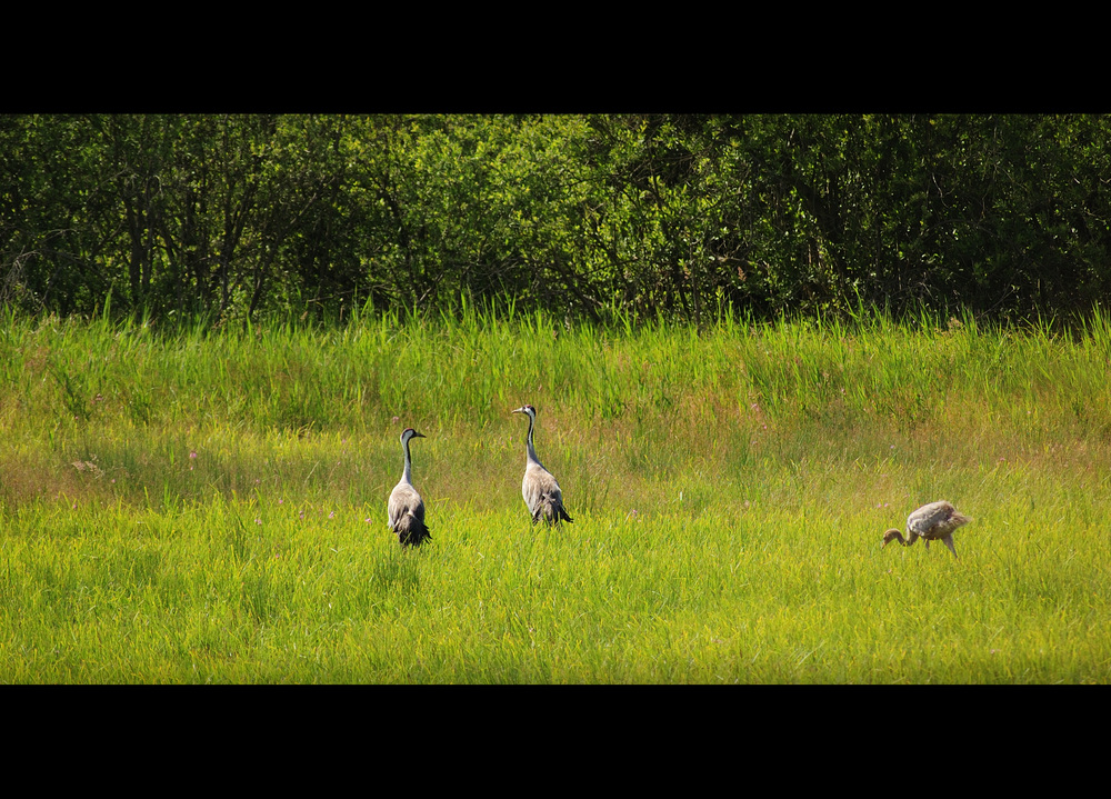 three are family