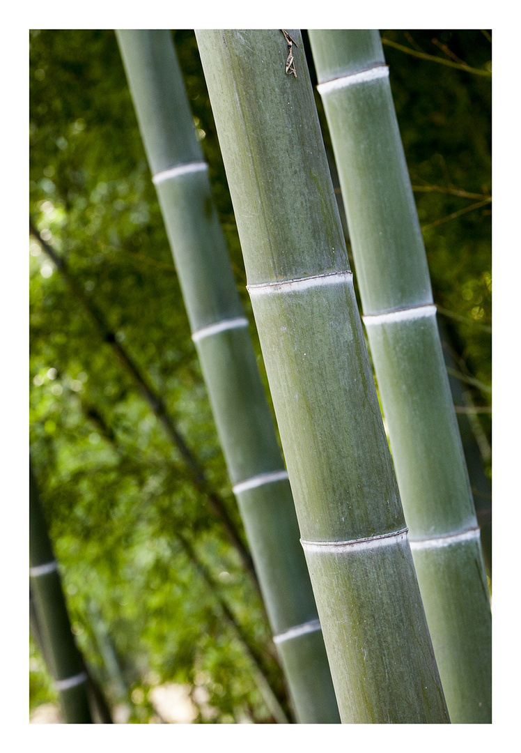 Three Bamboo