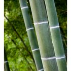 Three Bamboo