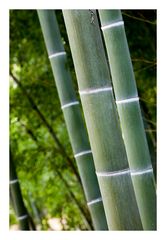Three Bamboo