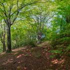 "Three Big Beech Trees"