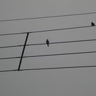 three black and white swallow