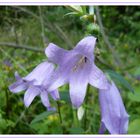 Three blue bells