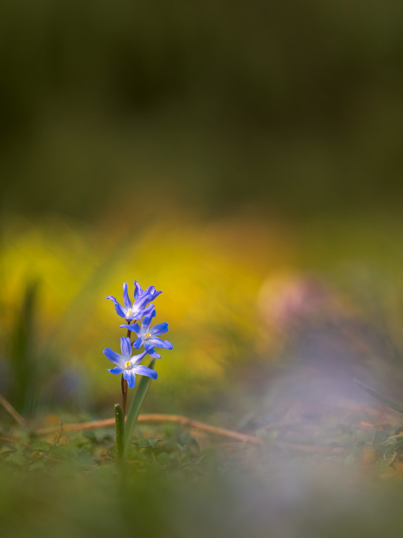 Three blue stars