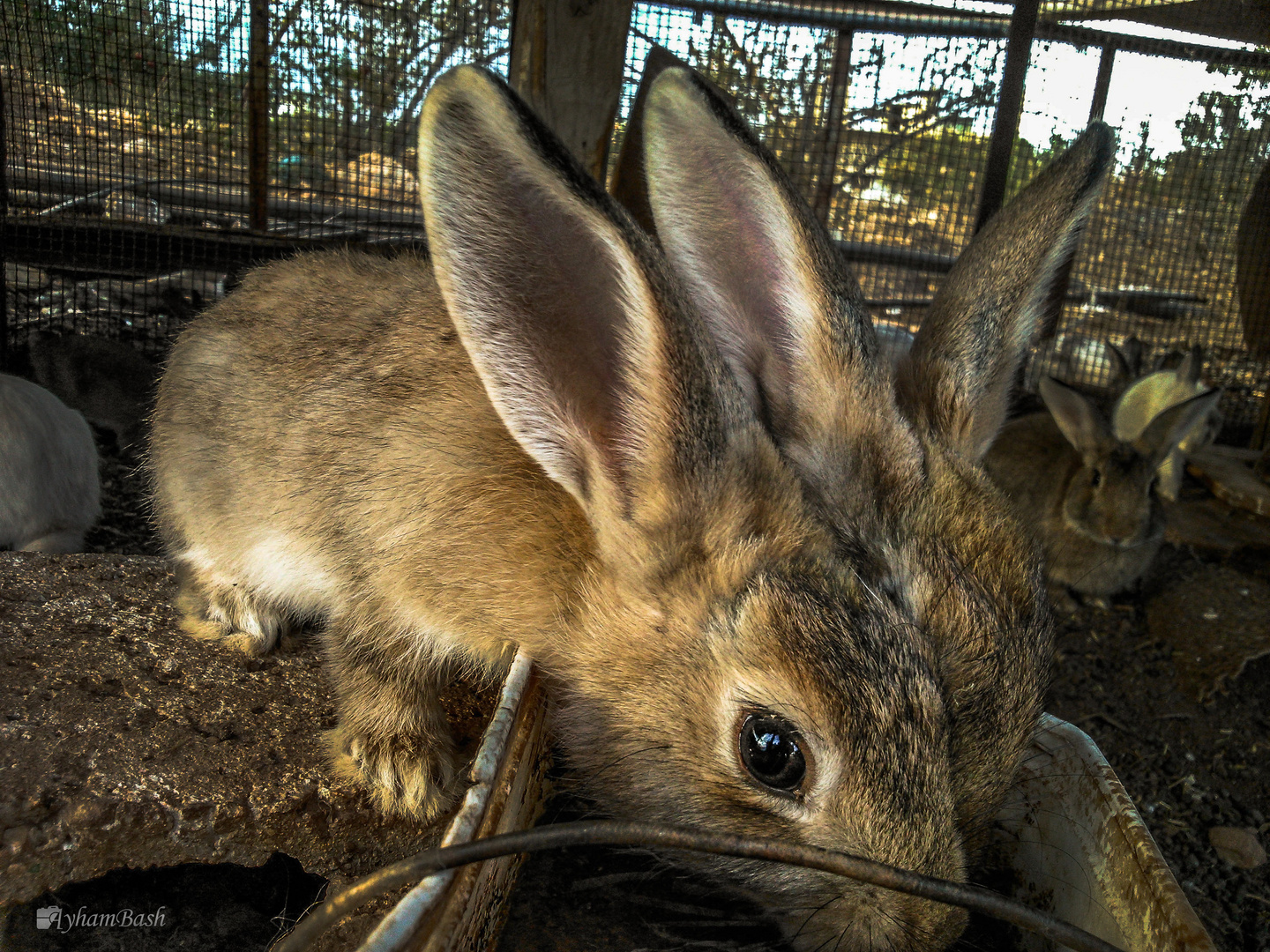 Three bunny ears