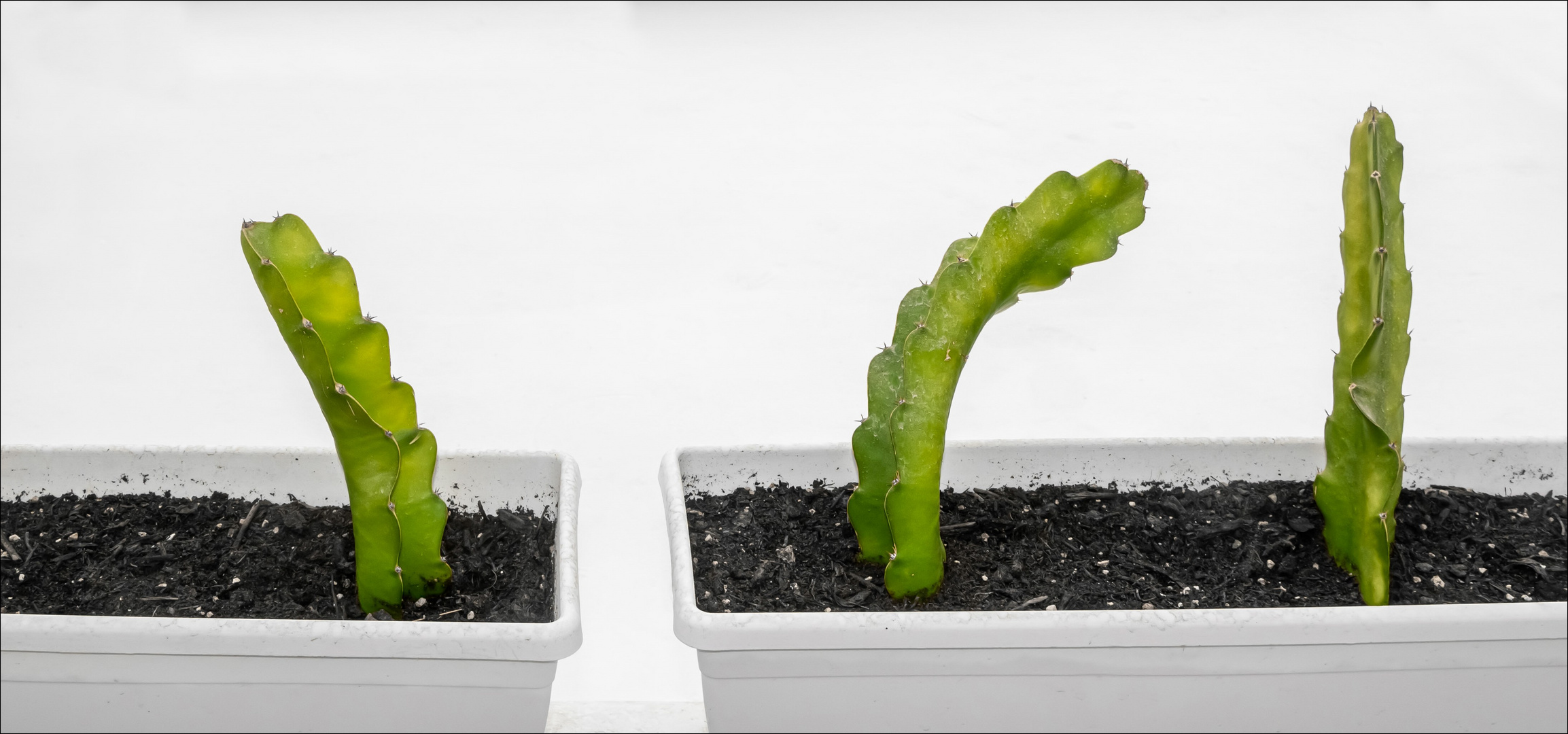 three cacti