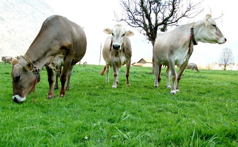 Three Cowgirls...