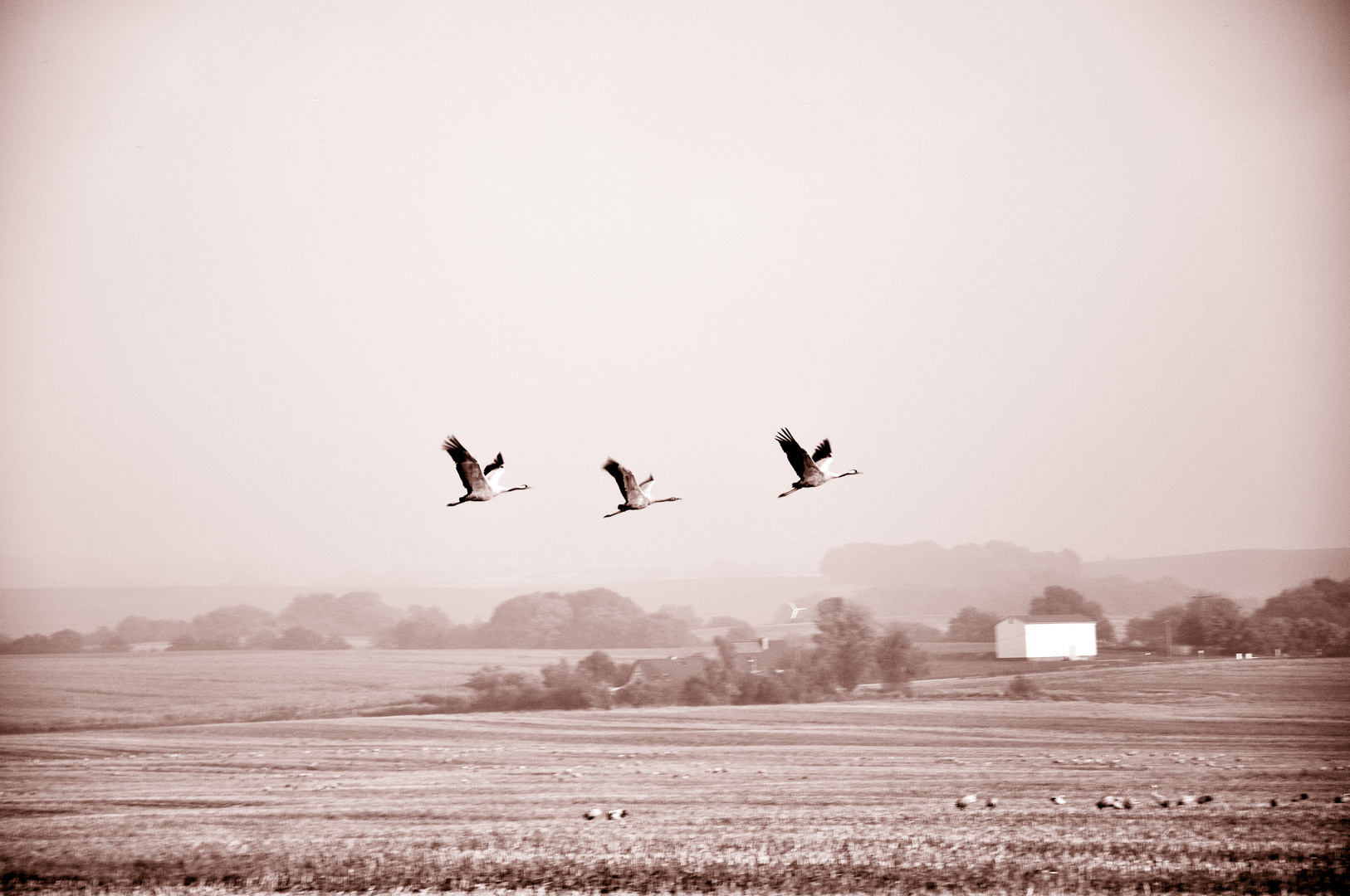 three cranes fly away