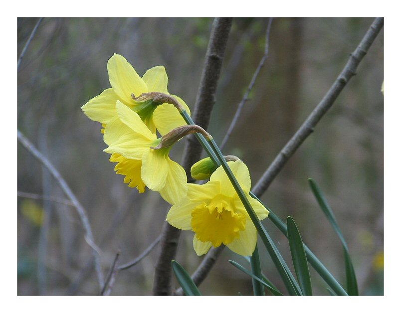 Three Daffodils