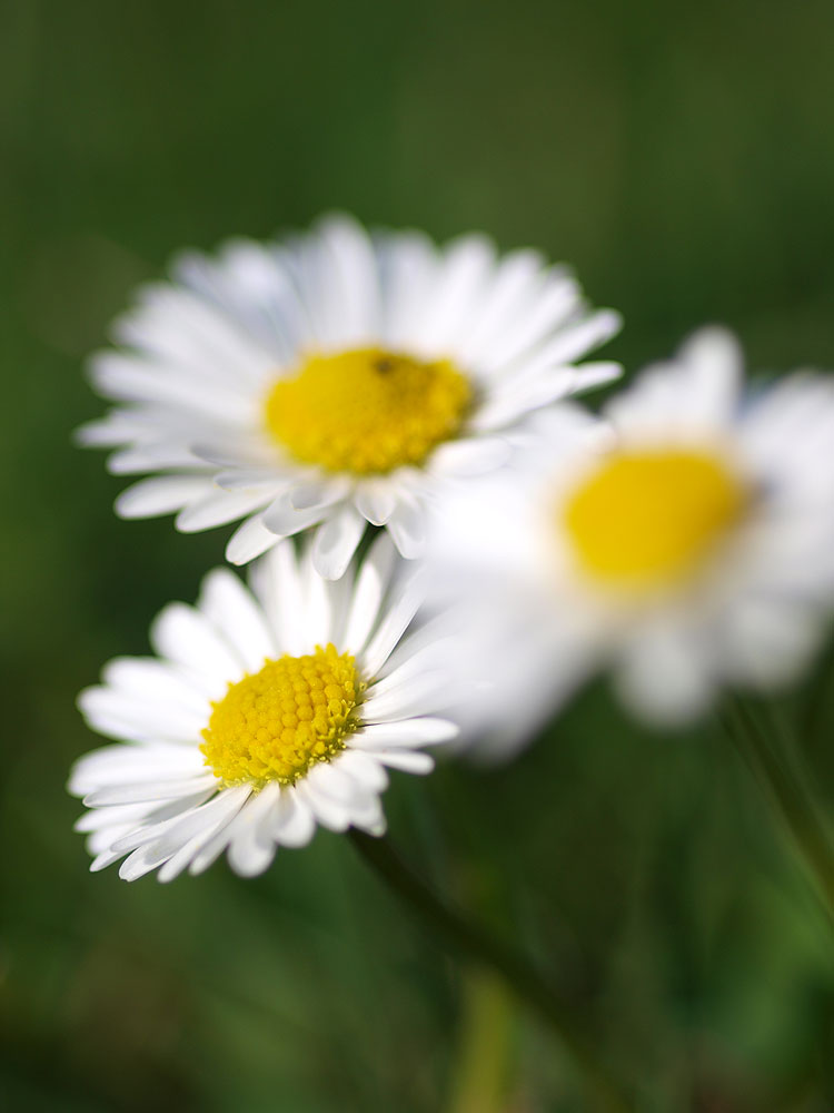 three daisys