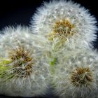 Three Dandelions